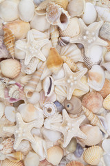 Many amazing seashells, coral and starfishes mixed