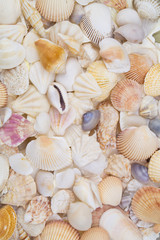 Seashells background, many sea shells piled together