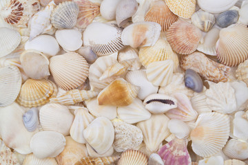 Seashells background