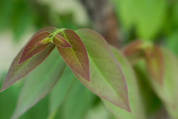 Fototapeta premium the leaf in nature abstract background, the nature background, plant in nature