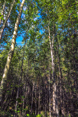 Fabulous forest in the Northern regions of the country