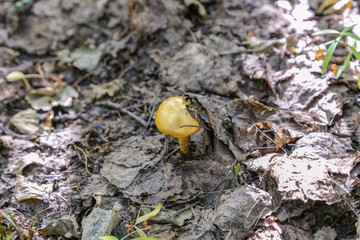 Mushroom in a fairy forest in the Northern regions of the country