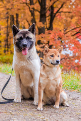 Akita and Shiba for a walk in the park. Two dogs for a walk. Autumn Park.