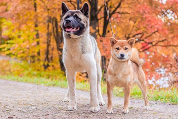 Akita and Shiba for a walk in the park. Two dogs for a walk. Autumn Park.