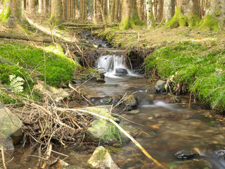 Windbruch am Bach im Fichtenwald