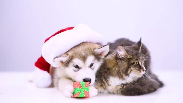 Alaskan malamute puppy  with gift box and funny adult maine coon cat in red christmas hat. 