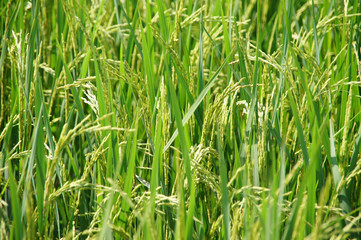 green tree with yellow seeds ready to harvest, background images