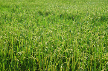 green tree with yellow seeds ready to harvest, background images