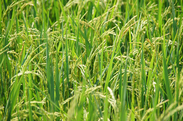 green tree with yellow seeds ready to harvest, background images