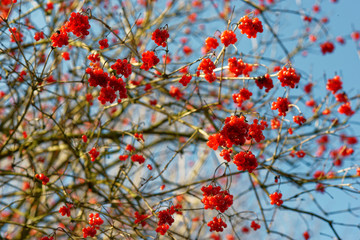 Früchte des Schneeballs im Winter