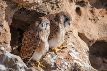 nankeen kestral juveniles 