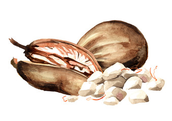 Baobab fruit with dried pulp and green leaf. Superfood. Watercolor hand drawn illustration isolated on white background