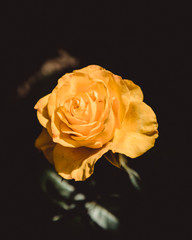 Yellow rose on the garden