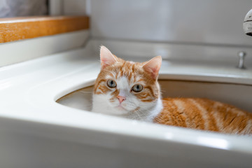 Fototapeta premium 洗面台に入って遊ぶ茶白ネコ
