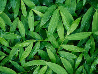 Green leaves background in dark light eco concept, image refreshment background