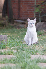 Fototapeta premium Gray-white cat outdoors in the garden