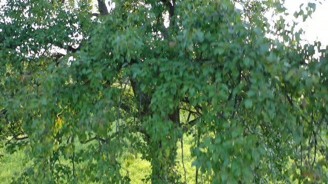 Felder - Wald - Wiesen - Kameraflug