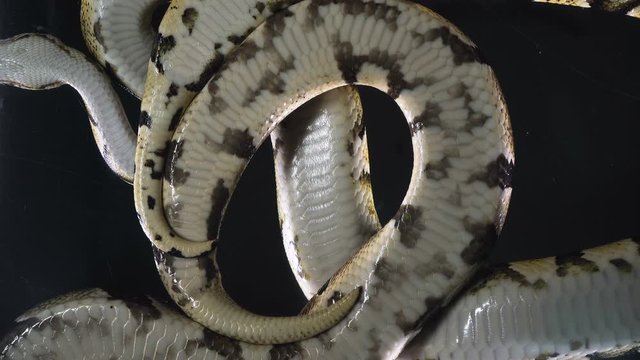 Footage of royal ball phytons on black