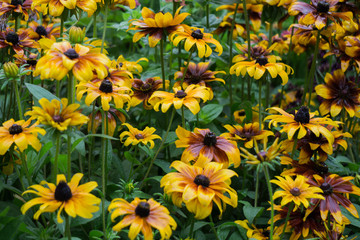 Yellow gailardia flowers in a city garden.