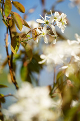 blühende Kupfer-Felsenbirne