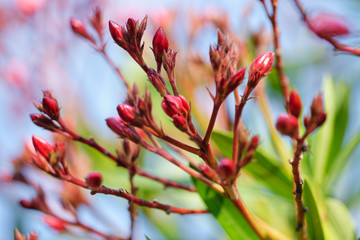 Oleander