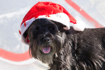dog with santa claus hat