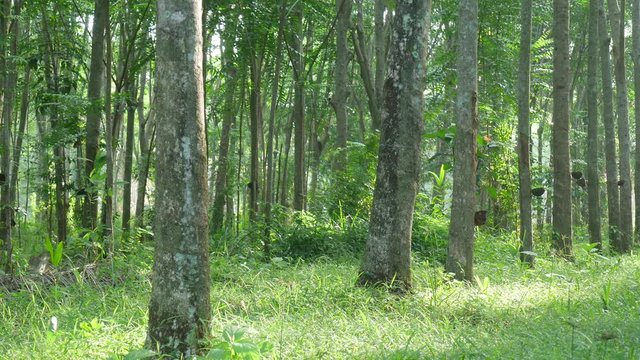 Rubber trees, economic crops in southern Thailand