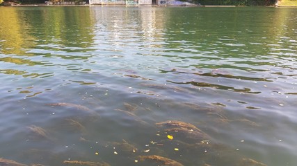 Torino, Italy - 10/17/2019: Beautiful view to the river Po, with an amazing reflection of the houses and the bridge on the water. Clear blue sky and autumn coloured trees in the background. 