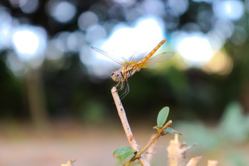 red orange dragonfly on plant in garden outdoor