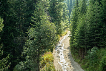 Fototapeta na wymiar Walking track, hiking, pine tree forest, green nature, Balkans,, Bulgaria, eastern europe, dirt track