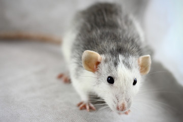 Gray rat on the gray background