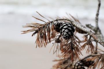 pine cone and dry pine tree branch close up