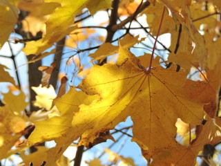 golden autumn leaves on tree