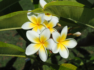 Obraz premium Tropical flowers frangipani (plumeria). White and yellow plumeria flowers on a tree