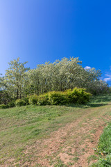 Obraz premium Outdoor spring blooming Sophora japonica flowers and blue sky，Sophora japonica Linn.