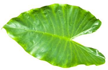 feuille verte de colocasia sur fond blanc 