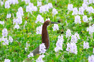 Rufescent-Tiger Heron (Tigrisoma lineatum) sitting amongst the Brazikian wetland which is filled with purple wild hyacinth flowers