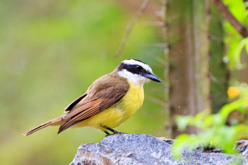 Naklejka premium Lesser Kiskadee standing on a small rock with raindrops against a natural green background, Pantanal, Mato Grosso, Brazil..