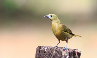 Unknown yellow and brown bird of the pantanal Mato Grosso , Brazil