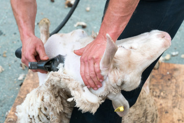sheep farmers shearing their sheep