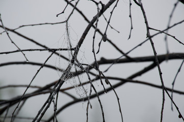 spider web