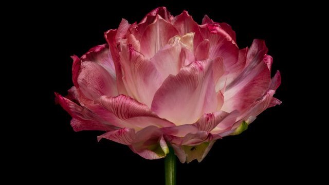Timelapse of a pink Tulip blooming on a black background close-up. 4K