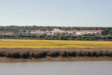 Fototapeta na wymiar A rice field in Alcacer do Sal, Portugal