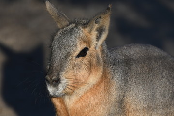 Fototapeta premium マーラ