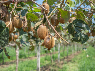 damaged kiwi hitted by hailstone strongly