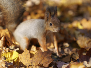 Portrait of a little funny squirrel baby in the park in sunny autumn day. Squirrel begging nuts. The beauty of nature.