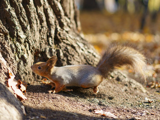 Naklejka na ściany i meble Photography of a little funny squirrel baby sniffing something in the park in sunny autumn day. The beauty of nature.