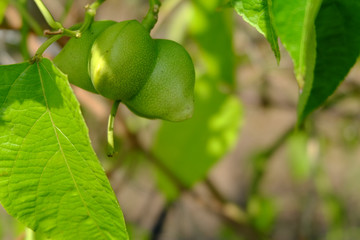 Sacha inchi peanuts in the garden, chainat Thailand.