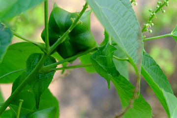 Sacha inchi peanuts in the garden, chainat Thailand.