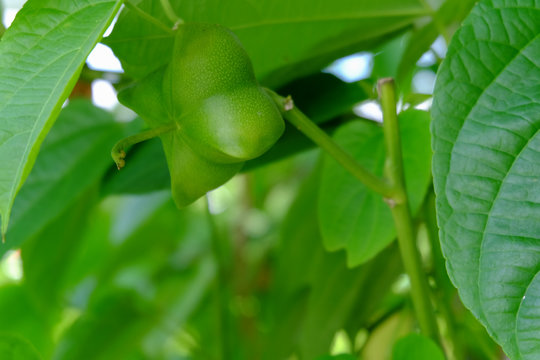 Sacha inchi peanuts in the garden, chainat Thailand.